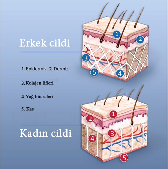 erkek kadın cildi farkları