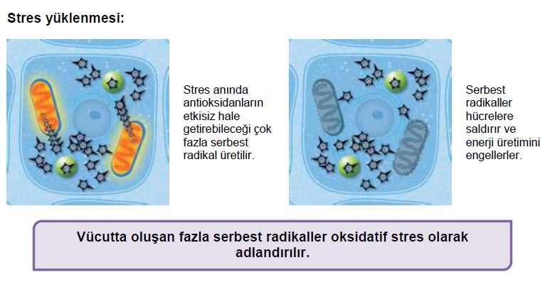 stres yuklenmesi