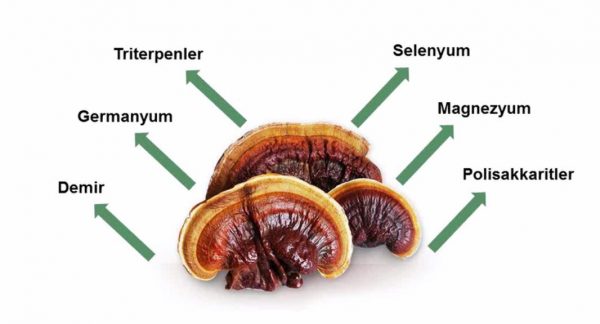 reishi mantari icindeki maddeler