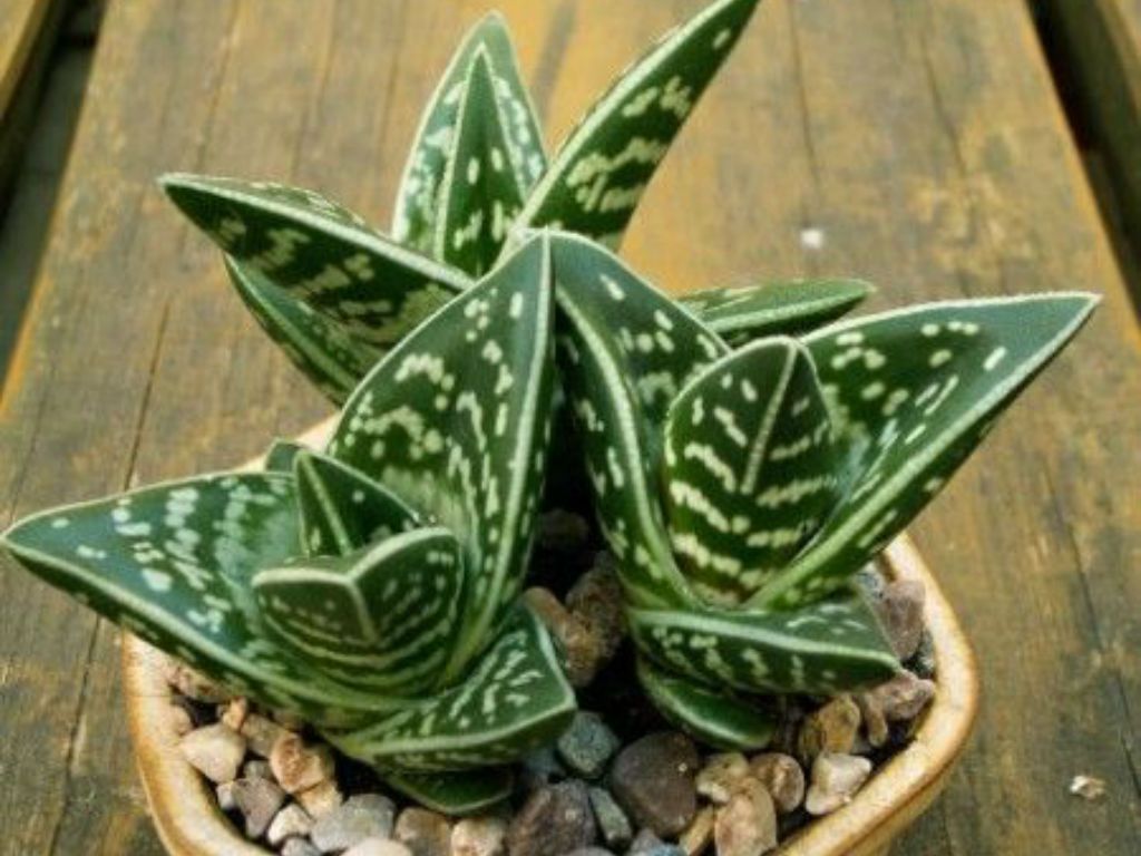 Aloe variegata