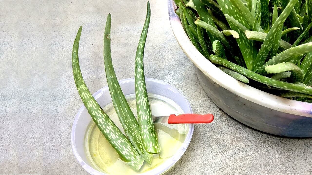 aloe vera yapraklari